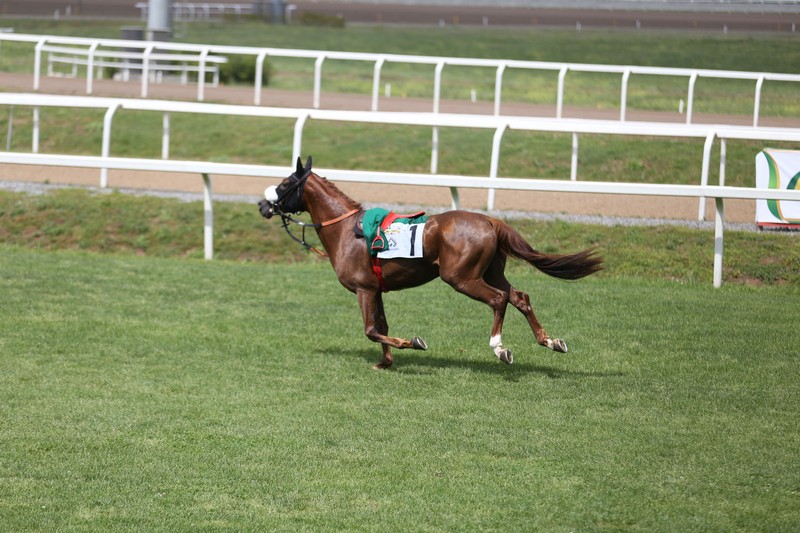Ziyadd wins Listed Zayed Cup at Capanelle Race Course